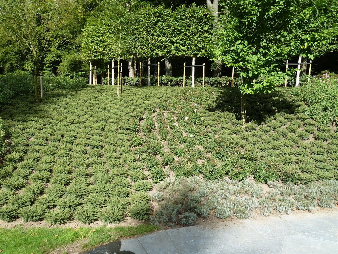 Picea a. 'Nidiformis' - C3 25-30 CM